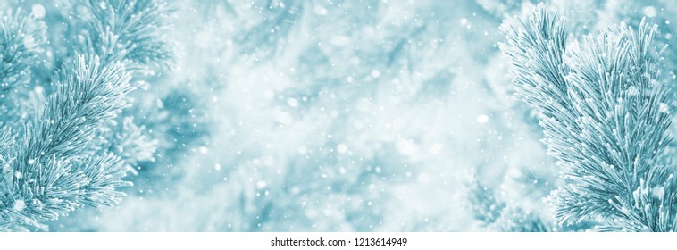 Winter Bright Background With Snowy Pine Branches