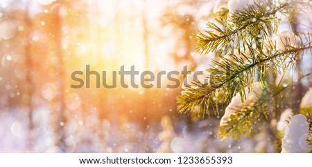 Winter bright background with snowy pine branches in the sun. Natural bright background.