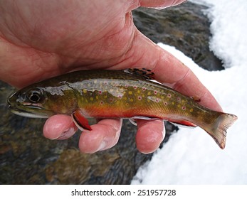 Winter Brook Trout