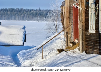 Winter Canada, Three Cats Sit On Porch Of Rural House Opposite Frozen Lake.