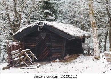 Winter Capping In A Danish Forrest 