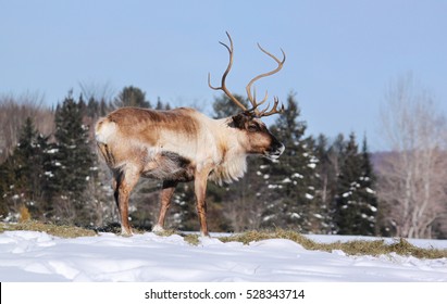 Winter Caribou In Tundra-Canada