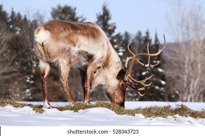 Winter Caribou in tundra-Canada