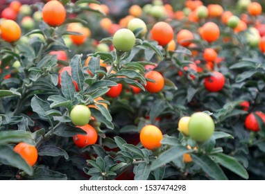 Madeira Winter Cherry High Res Stock Images Shutterstock