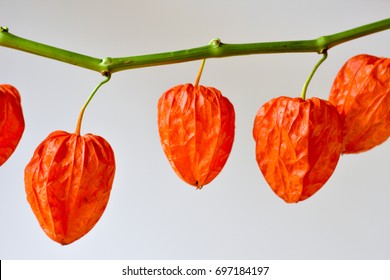 Winter Cherry/Chinese Lantern Plant