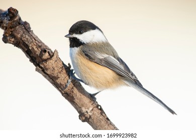 Winter chickadee perched on a branch.