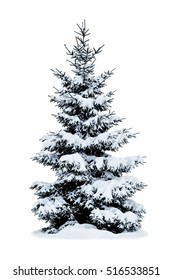 Winter Christmas tree covered with snow isolated on white background.