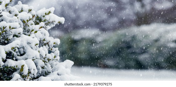 Winter Christmas View With Snow Covered Boxwood Bush During Snowfall