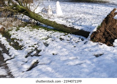 Winter In The City, Heavy Snowfall And Hurricane Caused Tree To Fall, After Heavy Snowfall, Concept Severe Weather, Traffic Safety, Work Of Public Utilities, Extreme Weather, Natural Phenomenon