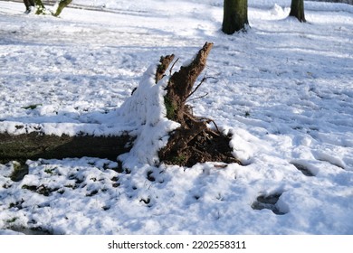 Winter In The City, Heavy Snowfall And Hurricane Caused Tree To Fall, After Heavy Snowfall, Concept Severe Weather, Traffic Safety, Work Of Public Utilities, Extreme Weather, Natural Phenomenon