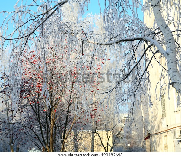 winter cityscape streets, houses and trees\
in the snow and frost early frosty\
morning