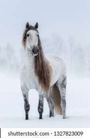 Winter cloudy landscape and dapple-grey long-maned Andalusian Horse.