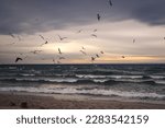 Winter cloudy seaside landscape. Birds against the background of the Baltic Sea. Photo taken in Gdynia, Poland.