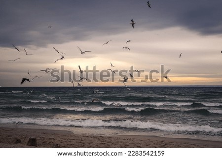 Winter cloudy seaside landscape. Birds against the background of the Baltic Sea. Photo taken in Gdynia, Poland.