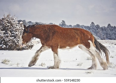 Winter Clydesdale