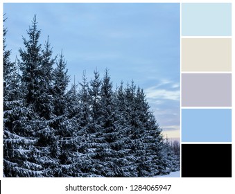 Winter Color Palette. Pastel Color Swatch.