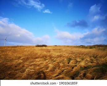 Winter Colours In Irish Bog