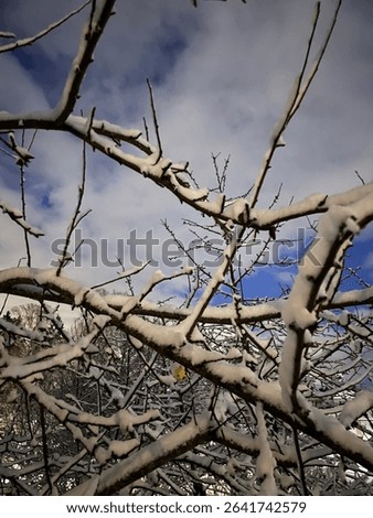 Winter was comming, snowy trees