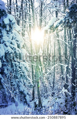 Similar – Foto Bild Wintersonne Natur