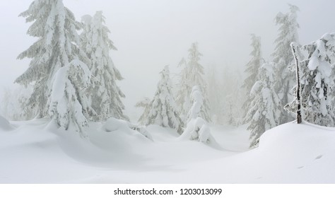 Winter coniferous forest on a mountain slope in a light fog. - Shutterstock ID 1203013099