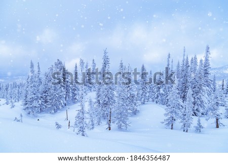Winter coniferous forest on top of Mount Utua. Snow falling, blue sky and  white snowfall. Nature View in Sheregesh ski resort in Russia.