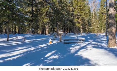 Winter coniferous forest. In the snowdrifts, under layers of pure white snow, wooden benches and tables are visible. Light and shadows. Altai