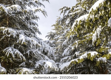 Winter coniferous trees. Heaps snow on pine branches. Winter landscape. Picturesque nature. Christmas trees in forest. Pine trees after snowfall. Large firs in mountain climatic resort. Flora Armenia - Powered by Shutterstock