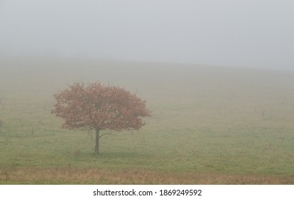 Winter Copper Beech Tree Through The Fog