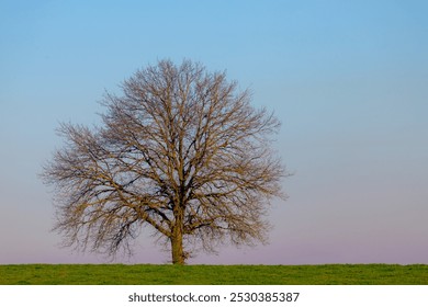 Winter countryside landscape, Leafless tree with twig on green grass slope hill meadow under blue clear sky and warm sunlight in afternoon, Silhouette of bare branches trees, Nature pattern background - Powered by Shutterstock