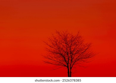 Winter countryside landscape with view of leafless tree twig under red orange sky in evening during sunset, Silhouette of bare branches trees in winter, Nature texture pattern background. - Powered by Shutterstock