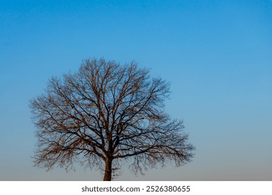 Winter countryside landscape with view of leafless tree twig under blue clear sky and warm sunlight in the afternoon, Silhouette of bare branches trees in winter, Nature texture pattern background. - Powered by Shutterstock