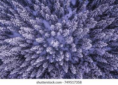 Winter Covered With Snow Forest  Top View