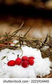 Winter Cranberries In The Snow