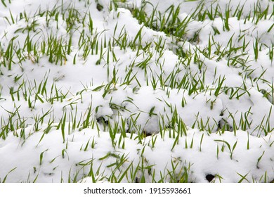 Winter Crop Covered By Snow. Winter Field, Green Shoots. UK, Suffolk. Close Up Young Plants