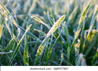 Winter crops, wheat damaged by early spring frosts, frozen plants in the meadow at sunrise, germinated grain in agricultural fields covered with hoarfrost, sowing wheat campaign in the spring. - Shutterstock ID 1889977807