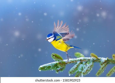 Winter and cute bird. Cold day and New Year. Blue nature background.