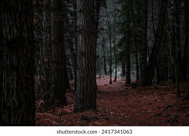 winter dark forest in bretagne