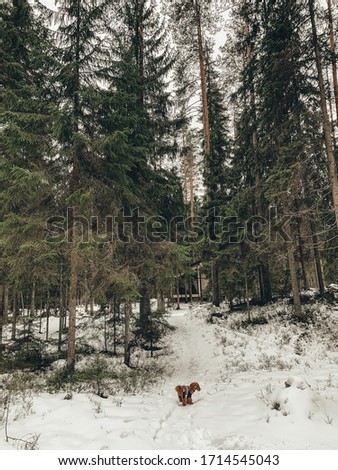 Similar – Image, Stock Photo Girl waiting at the side of the snowy mountain road looking down