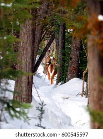 Winter deer