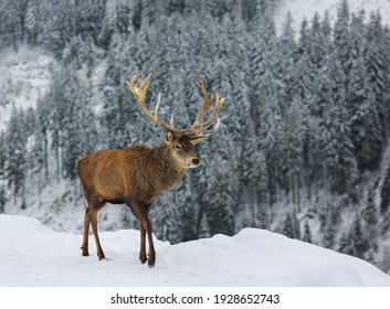 Winter Deer In The Austrian Alps.