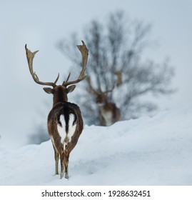 Winter deer. Tirol in Austria