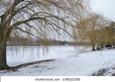 Winter In Delawere Park, Buffalo NY