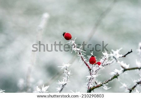 Similar – ice fog Plant Bushes