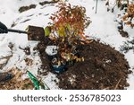 Winter digging of plants into pots in the ground