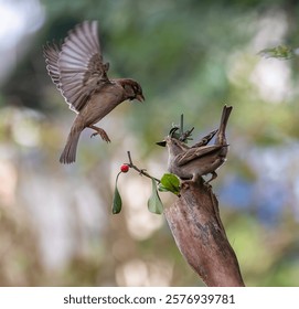 In winter, disputes over food offer excellent postures for birds, such as sparrows.