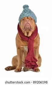 Winter Dog With Hat And Scarf Isolated