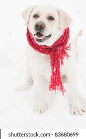 Winter dog portrait - portrait of Labrador Retriever sitting in snow wearing red scarf