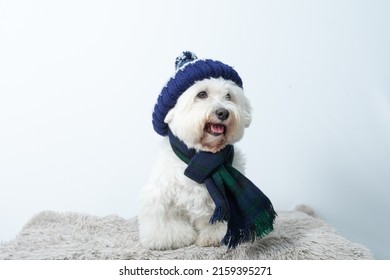 Winter Dog With Scarf And Hat