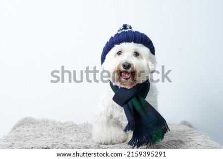 winter dog with scarf and hat