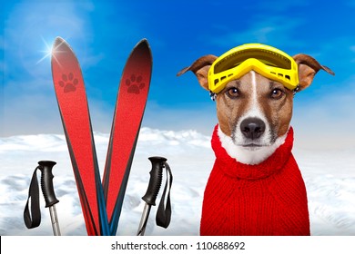 Winter Dog Ski Snow